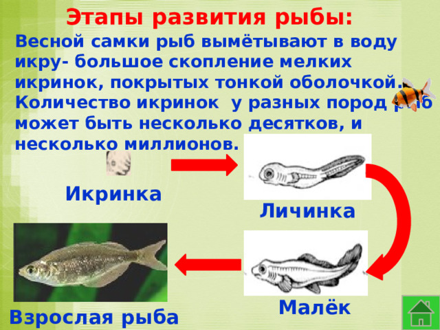 Размножение и развитие рыб 3 класс. Кем являются икринки рыб.