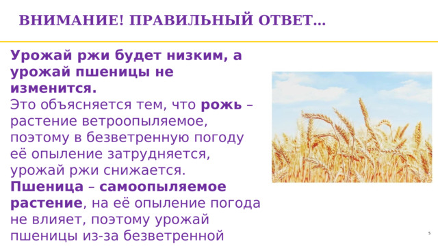 Внимание! Правильный ответ… Урожай ржи будет низким, а урожай пшеницы не изменится. Это объясняется тем, что рожь – растение ветроопыляемое, поэтому в безветренную погоду её опыление затрудняется, урожай ржи снижается. Пшеница – самоопыляемое растение , на её опыление погода не влияет, поэтому урожай пшеницы из-за безветренной погоды не снижается. 1 