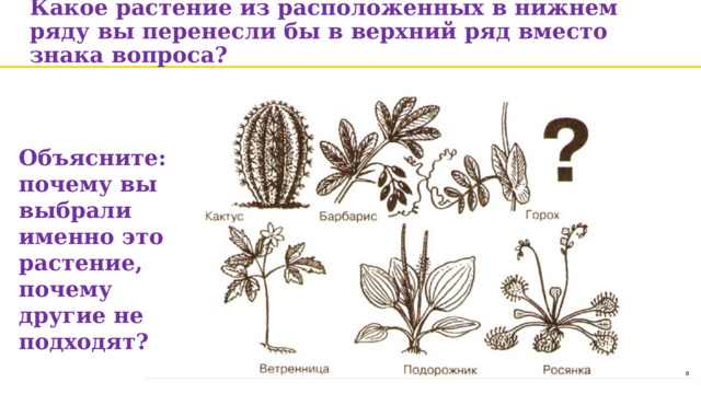 Какое растение из расположенных в нижнем ряду вы перенесли бы в верхний ряд вместо знака вопроса?   Объясните: почему вы выбрали именно это растение, почему другие не подходят? 1 