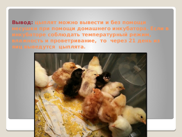  Вывод: цыплят можно вывести и без помощи несушки при помощи домашнего инкубатора. Если в инкубаторе соблюдать температурный режим, влажность и проветривание, то через 21 день из яиц выведутся цыплята. 