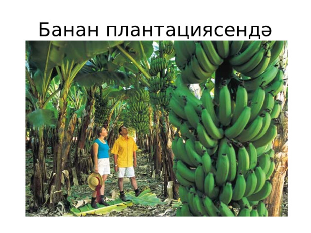 Банан плантациясендә 