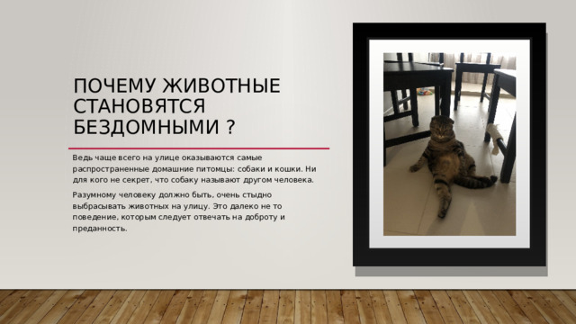 Почему животные становятся бездомными ? Ведь чаще всего на улице оказываются самые распространенные домашние питомцы: собаки и кошки. Ни для кого не секрет, что собаку называют другом человека. Разумному человеку должно быть, очень стыдно выбрасывать животных на улицу. Это далеко не то поведение, которым следует отвечать на доброту и преданность. 