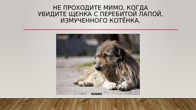 Не проходите мимо, когда  увидите щенка с перебитой лапой, измученного котёнка. 