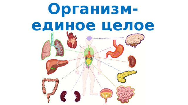 Организм единое целое 6 класс