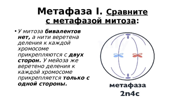 Метафаза I. Сравните с метафазой митоза : У митоза  бивалентов нет,  а нити веретена деления к каждой хромосоме прикрепляются с  двух сторон.  У мейоза же веретено деления к каждой хромосоме прикрепляется  только с одной стороны. 