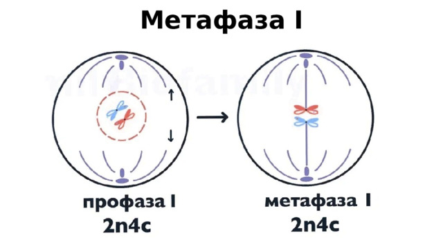 Метафаза I 