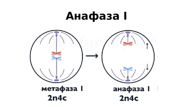   Анафаза I 