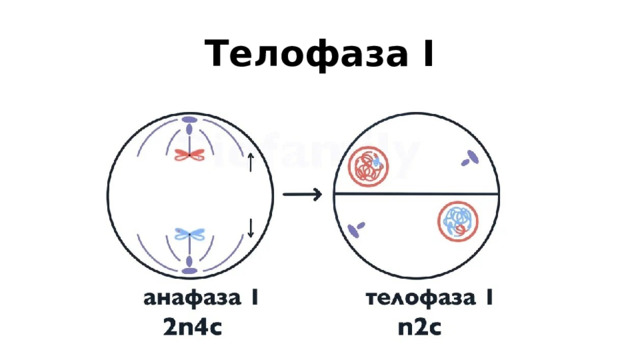 Телофаза I 