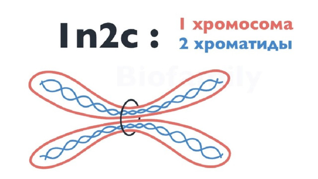 Если мы смотрим на рисунок и видим такую картинку… … то мы понимаем, что это  одна  хромосома, состоящая из  двух  хроматид. То есть это  двухроматидная  хромосома. Поэтому набор —  1n2c  или просто  n2c.  Кстати, этот чёрный круг посередине —  центромера.  Её функция — соединение  сестринских  (принадлежащих одной хромосоме)  хроматид.  
