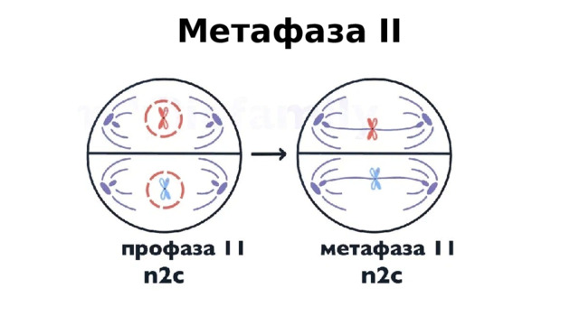 Метафаза II 