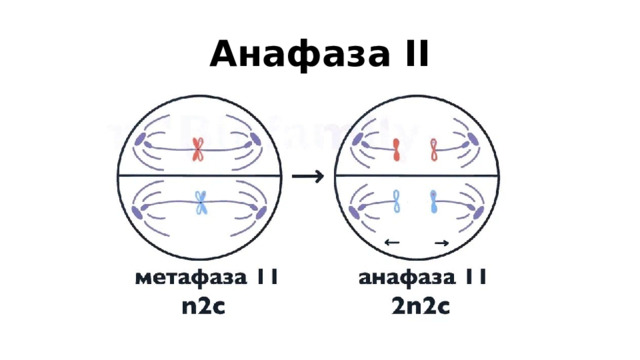 Анафаза II 