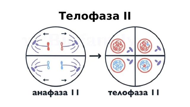 Телофаза II 