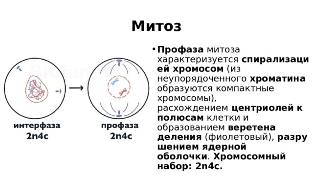 Митоз Профаза  митоза характеризуется  спирализацией хромосом  (из неупорядоченного  хроматина  образуются компактные хромосомы), расхождением  центриолей   к полюсам  клетки и образованием  веретена деления  (фиолетовый),  разрушением ядерной оболочки .  Хромосомный набор: 2n4c. Набор  2 n 4 c означает, что клетка содержит  2 гомологичные  (одинаковые по форме, размеру)  хромосомы,  каждая из которых состоит из 2  хроматид.  