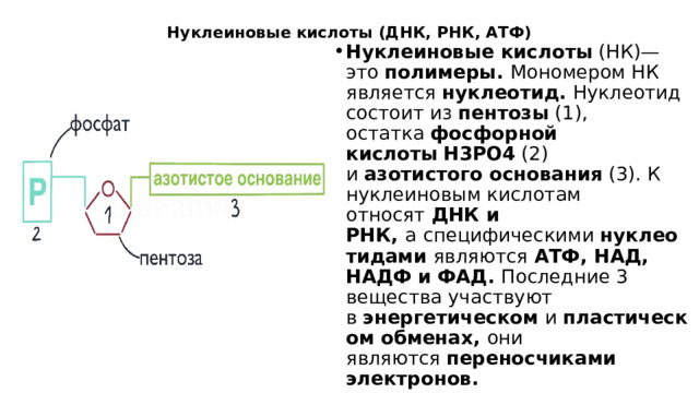 Нуклеиновые кислоты (ДНК, РНК, АТФ)     Нуклеиновые кислоты  (НК)— это  полимеры.  Мономером НК является  нуклеотид.  Нуклеотид состоит из  пентозы  (1), остатка  фосфорной кислоты   H3PO4  (2) и  азотистого основания  (3). К нуклеиновым кислотам относят  ДНК и РНК,  а   специфическими  нуклеотидами  являются  АТФ, НАД, НАДФ и   ФАД.  Последние 3 вещества участвуют в  энергетическом  и  пластическом обменах,  они являются  переносчиками электронов. 