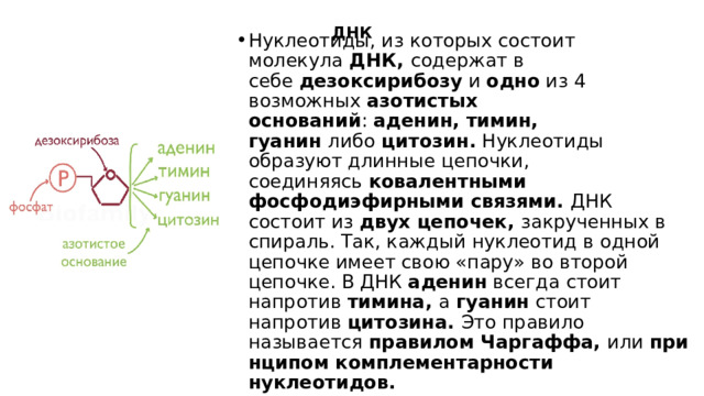 ДНК     Нуклеотиды, из которых состоит молекула  ДНК,  содержат в себе  дезоксирибозу  и  одно  из 4 возможных  азотистых оснований :  аденин, тимин, гуанин  либо  цитозин.  Нуклеотиды образуют длинные цепочки, соединяясь  ковалентными фосфодиэфирными связями.  ДНК состоит из  двух цепочек,  закрученных в спираль. Так, каждый нуклеотид в одной цепочке имеет свою «пару» во второй цепочке. В ДНК  аденин  всегда стоит напротив  тимина,  а  гуанин  стоит напротив  цитозина.  Это правило называется  правилом Чаргаффа,  или  принципом комплементарности нуклеотидов. 