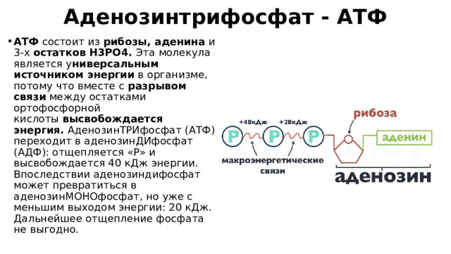 Аденозинтрифосфат - АТФ АТФ  состоит из  рибозы, аденина  и 3-х  остатков H3PO4.  Эта молекула является у ниверсальным источником энергии  в организме, потому что вместе с  разрывом связи  между остатками ортофосфорной кислоты  высвобождается энергия.  АденозинТРИфосфат (АТФ) переходит в аденозинДИфосфат (АДФ): отщепляется «P» и высвобождается 40 кДж энергии. Впоследствии аденозиндифосфат может превратиться в аденозинМОНОфосфат, но уже с меньшим выходом энергии: 20 кДж. Дальнейшее отщепление фосфата не выгодно. 