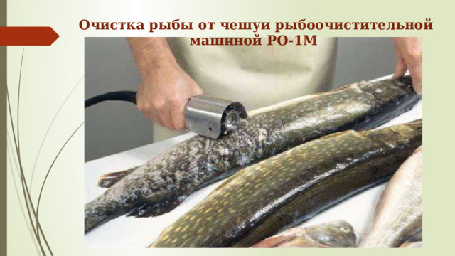 Очистка рыбы от чешуи рыбоочистительной машиной РО-1М 