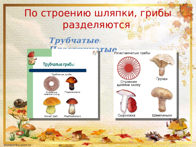 По строению шляпки, грибы разделяются Трубчатые : Пластинчатые      