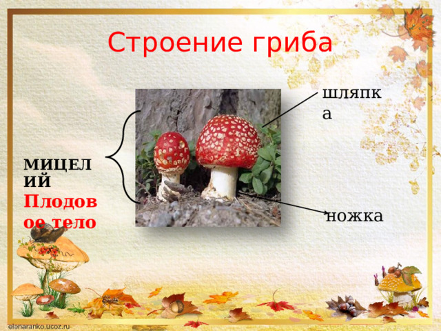 Строение гриба шляпка МИЦЕЛИЙ Плодовое тело ножка 