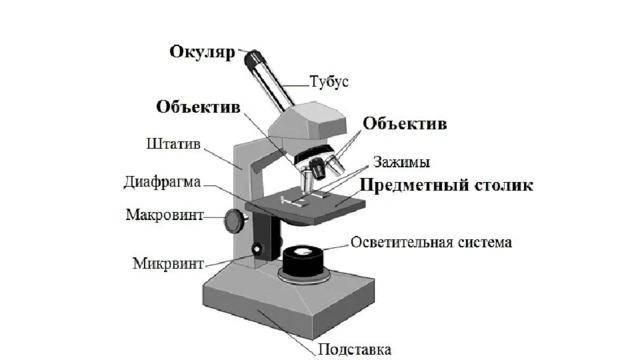 Какую роль выполняет предметный столик в микроскопе