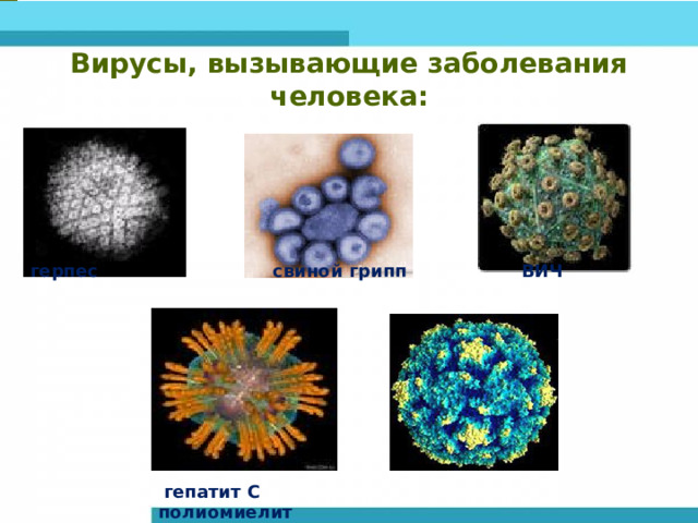 Вирусы, вызывающие заболевания человека: герпес свиной грипп ВИЧ   гепатит С полиомиелит 