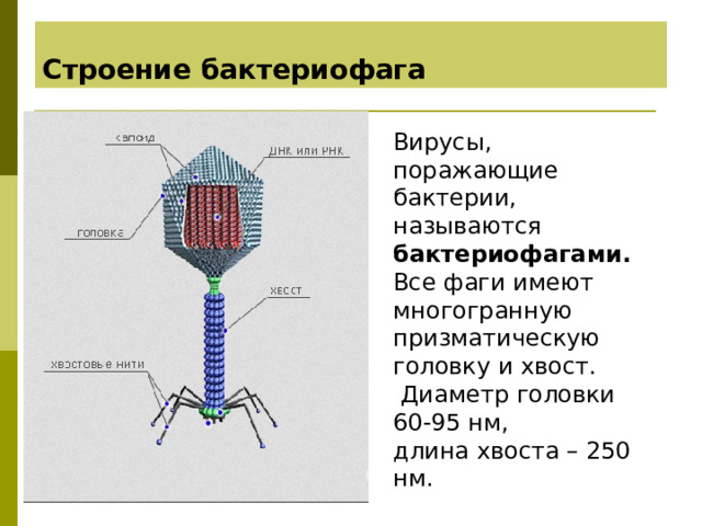 Строение бактериофага Вирусы, поражающие бактерии, называются бактериофагами. Все фаги имеют многогранную призматическую головку и хвост.  Диаметр головки 60-95 нм, длина хвоста – 250 нм. 