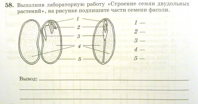 Рассмотрите изображение семени фасоли в разрезе и выполните задания впр 6 класс