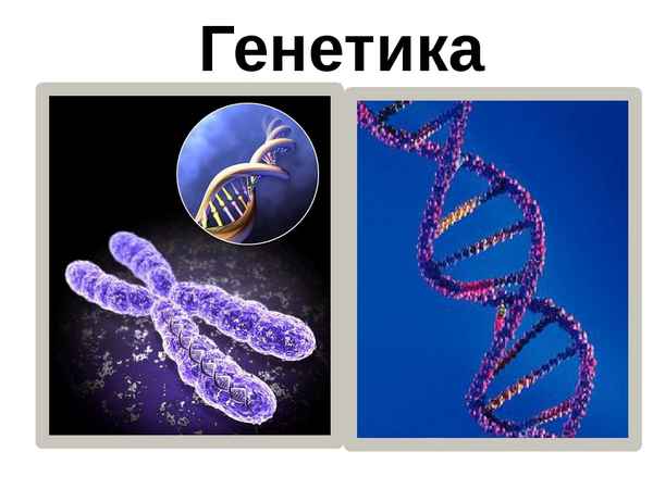 Генетика и человек презентация