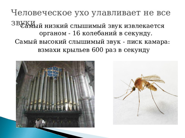 Человеческое ухо улавливает не все звуки  Самый низкий слышимый звук извлекается органом - 16 колебаний в секунду. Самый высокий слышимый звук - писк камара: взмахи крыльев 600 раз в секунду  