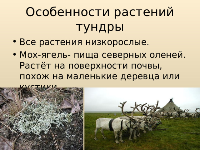 Наземные экосистемы