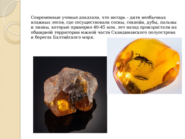     Современные ученые доказали, что янтарь – дитя необычных влажных лесов, где сосуществовали сосны, секвойи, дубы, пальмы и лианы, которые примерно 40-45 млн. лет назад произрастали на обширной территории южной части Скандинавского полуострова и берегах Балтийского моря. 