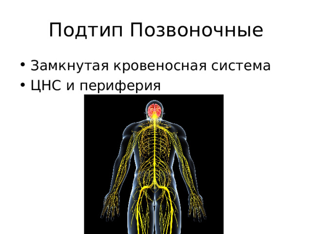 Подтип Позвоночные Замкнутая кровеносная система ЦНС и периферия 