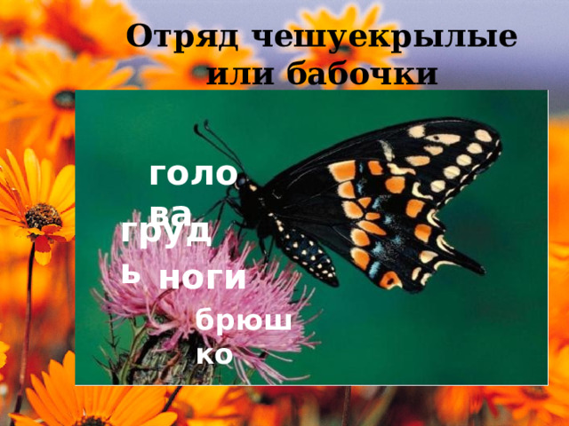 Зеленые страницы 2 класс первые бабочки план. Зеленые страницы первые бабочки. Первые бабочки" учебника "зеленые страницы.