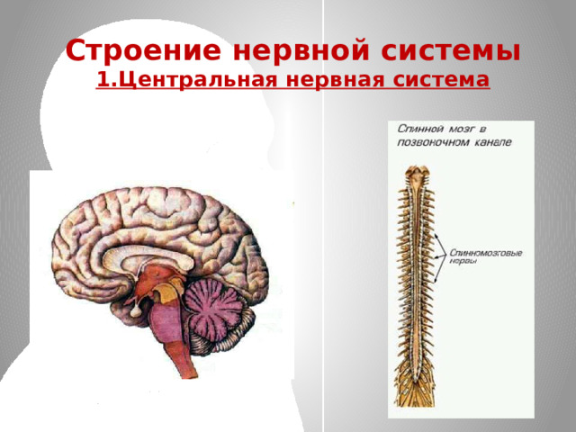 Строение нервной системы  1.Центральная нервная система 