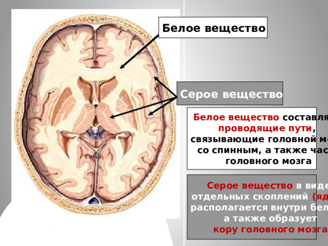 Белое вещество Серое вещество Белое вещество составляет проводящие пути , связывающие головной мозг со спинным, а также части головного мозга Серое вещество в виде отдельных скоплений (ядер) располагается внутри белого,  а также образует кору головного мозга 