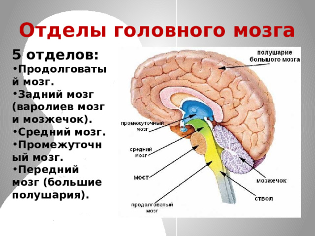 Отделы головного мозга 5 отделов: Продолговатый мозг. Задний мозг (варолиев мозг и мозжечок). Средний мозг. Промежуточный мозг. Передний мозг (большие полушария).  
