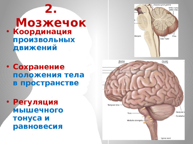 2. Мозжечок Координация произвольных движений  Сохранение положения тела в пространстве  Регуляция мышечного тонуса и равновесия 