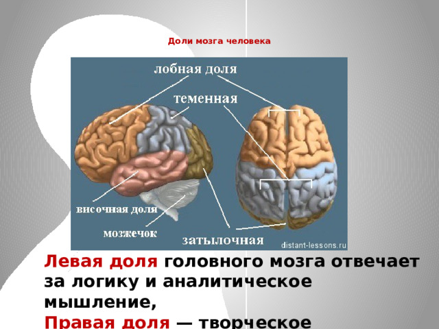   Доли мозга человека    Левая доля головного мозга отвечает за логику и аналитическое мышление, Правая доля — творческое мышление. 