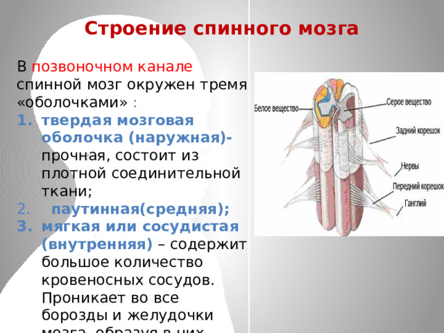 Строение спинного мозга В позвоночном канале спинной мозг окружен тремя «оболочками» : твердая мозговая оболочка (наружная)- прочная, состоит из плотной соединительной ткани;  паутинная(средняя); мягкая или сосудистая (внутренняя) – содержит большое количество кровеносных сосудов. Проникает во все борозды и желудочки мозга, образуя в них сосудистые сплетения. 