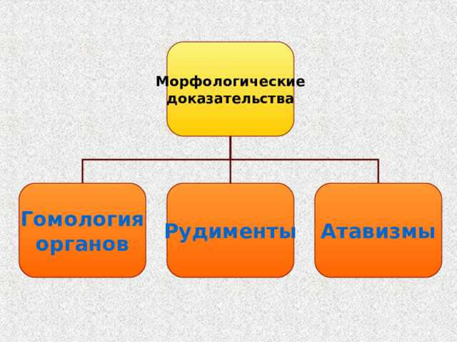 Морфологические доказательства Гомология органов Рудименты Атавизмы Морфологические доказательства базируются на основном принципе: глубокое внутреннее сходство организмов показывает родство сравниваемых форм. 4 