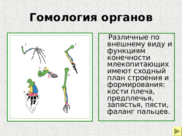 Гомология органов  Различные по внешнему виду и функциям конечности млекопитающих имеют сходный план строения и формирования: кости плеча, предплечья, запястья, пясти, фаланг пальцев. Пример морфологических доказательств эволюции – конечности млекопитающих  