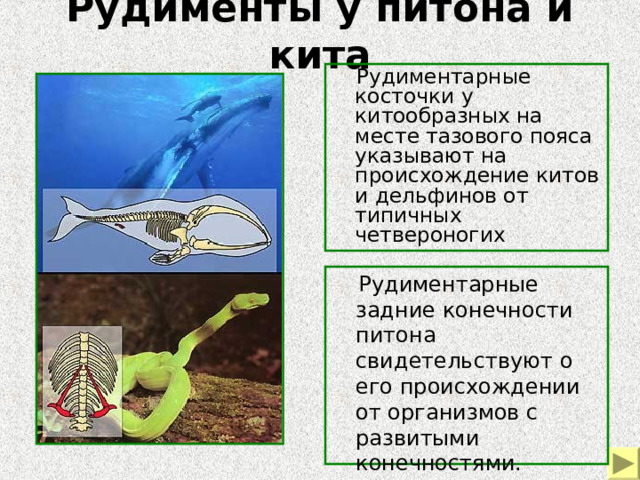 Рудименты у питона и кита  Рудиментарные косточки у китообразных на месте тазового пояса указывают на происхождение китов и дельфинов от типичных четвероногих  Рудиментарные задние конечности питона свидетельствуют о его происхождении от организмов с развитыми конечностями. 