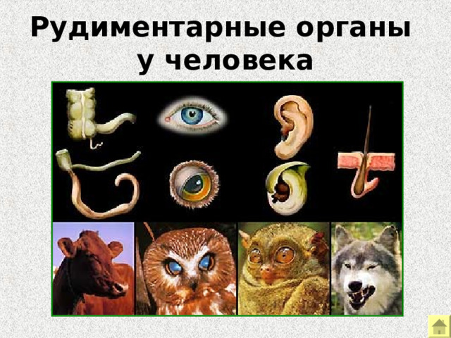 Рудиментарные органы  у человека Примеры морфологических доказательств эволюции. Рудиментарные органы у человека – аппендикс, третье веко, ушные мышцы, мышцы «волосяного покрова».  