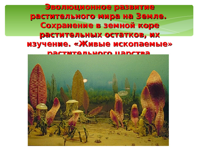 Эволюционное развитие растительного мира на Земле. Сохранение в земной коре растительных остатков, их изучение. «Живые ископаемые» растительного царства . 