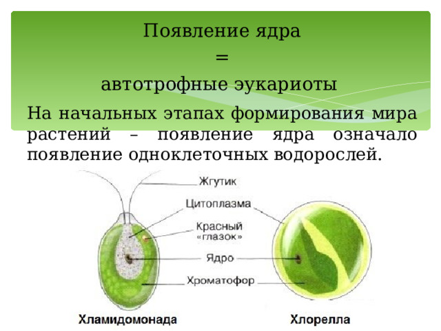 Появление ядра = автотрофные эукариоты На начальных этапах формирования мира растений – появление ядра означало появление одноклеточных водорослей. 