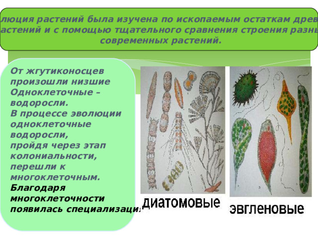 Эволюция растений была изучена по ископаемым остаткам древних  растений и с помощью тщательного сравнения строения разных  современных растений. От жгутиконосцев произошли низшие Одноклеточные – водоросли. В процессе эволюции одноклеточные водоросли, пройдя через этап колониальности, перешли к многоклеточным. Благодаря многоклеточности появилась специализация.  