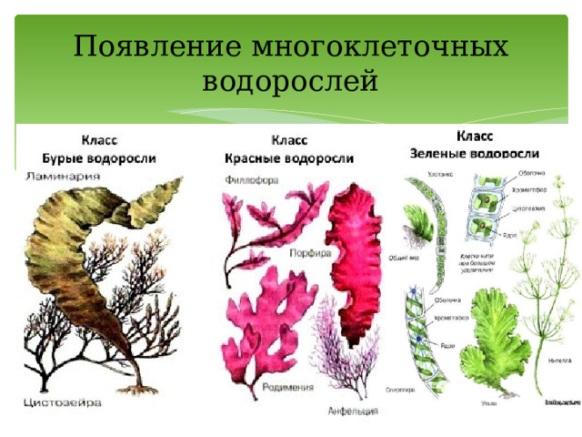 Появление многоклеточных водорослей 