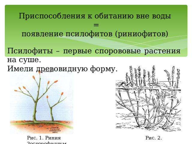 Приспособления к обитанию вне воды  = появление псилофитов (риниофитов) Псилофиты – первые спорововые растения на суше. Имели древовидную форму. Рис. 1. Риния Рис. 2. Зостерофиллум 