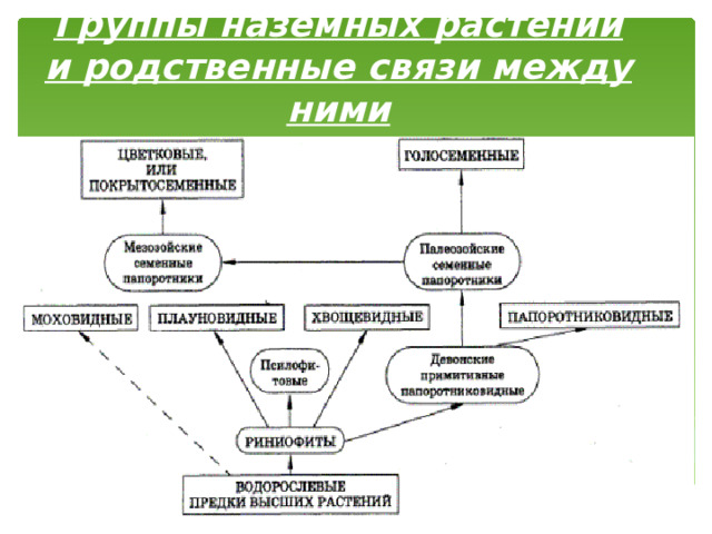 Группы наземных растений и родственные связи между ними 