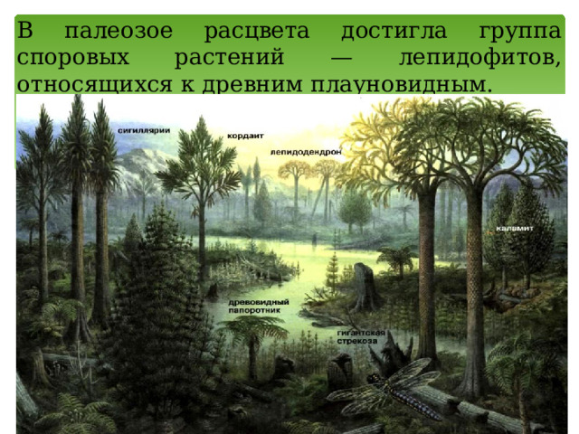 В палеозое расцвета достигла группа споровых растений — лепидофитов, относящихся к древним плауновидным. 